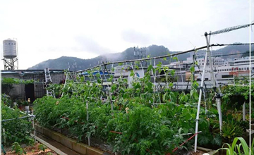 聽說了嗎，多米居然開始搞副業(yè)了？